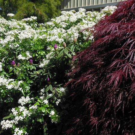 Garden Bed And Breakfast Christchurch Exterior foto