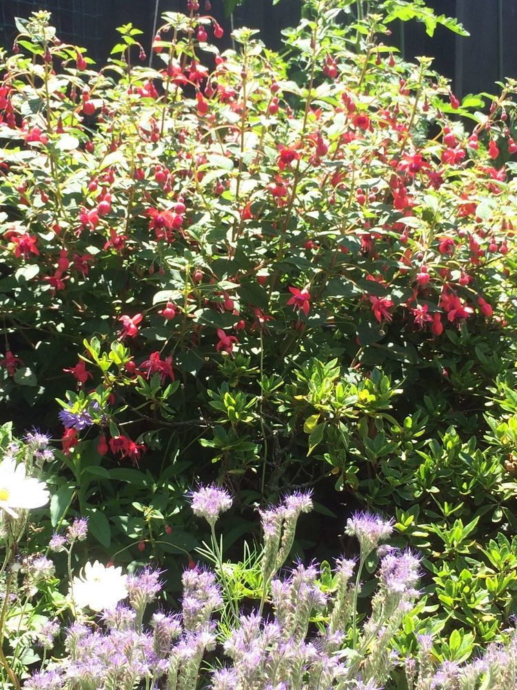 Garden Bed And Breakfast Christchurch Exterior foto