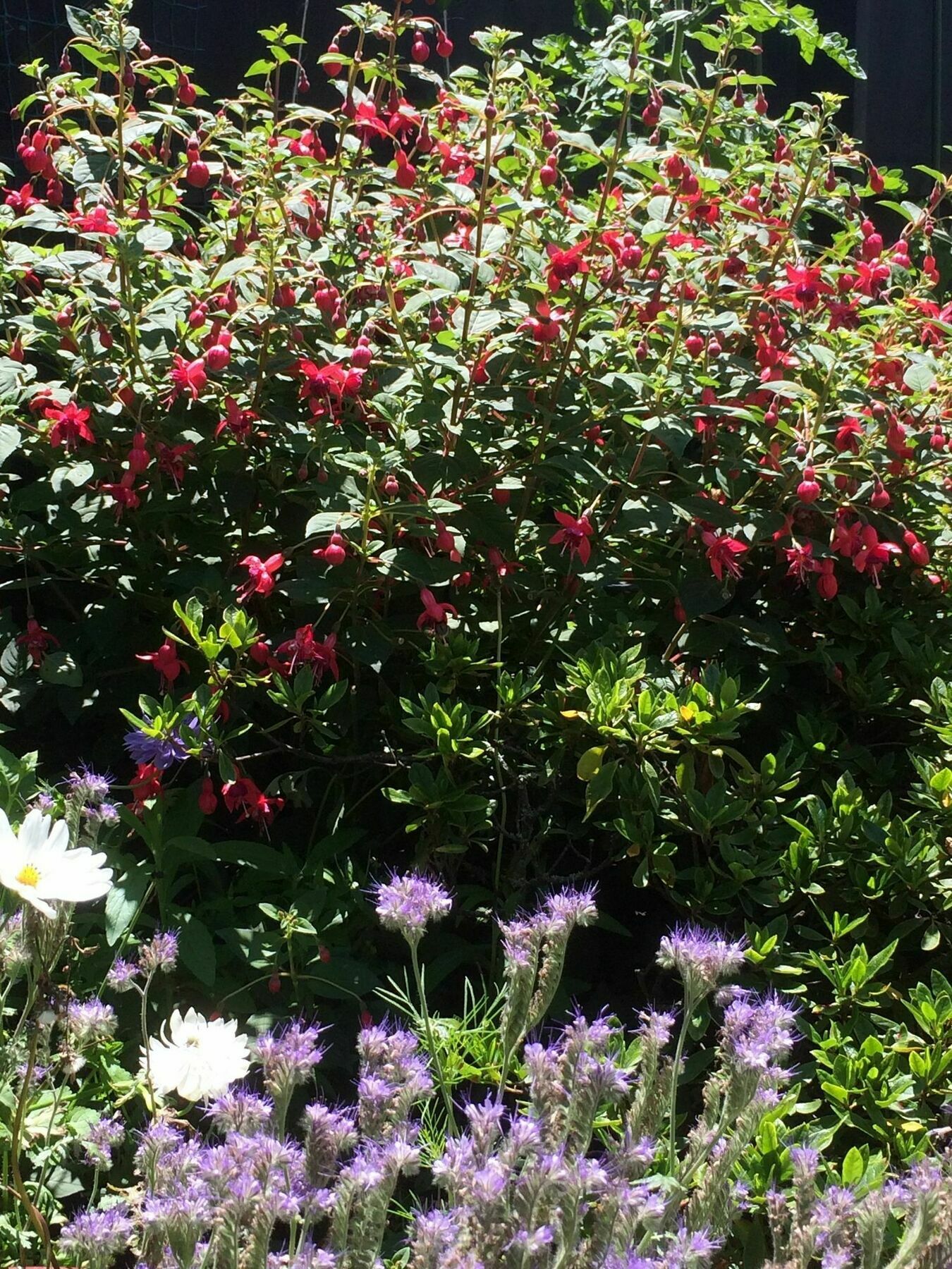 Garden Bed And Breakfast Christchurch Exterior foto