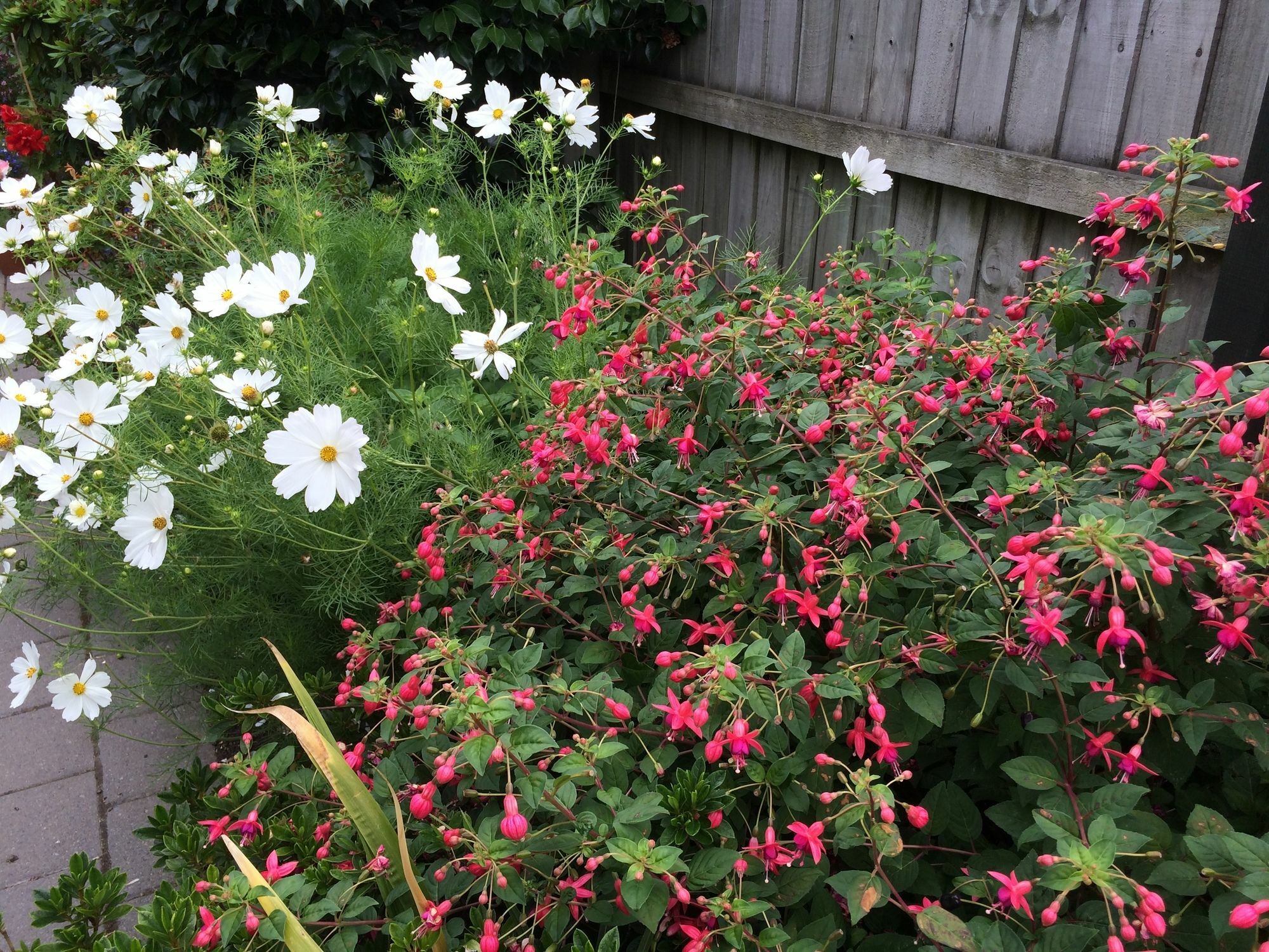 Garden Bed And Breakfast Christchurch Exterior foto