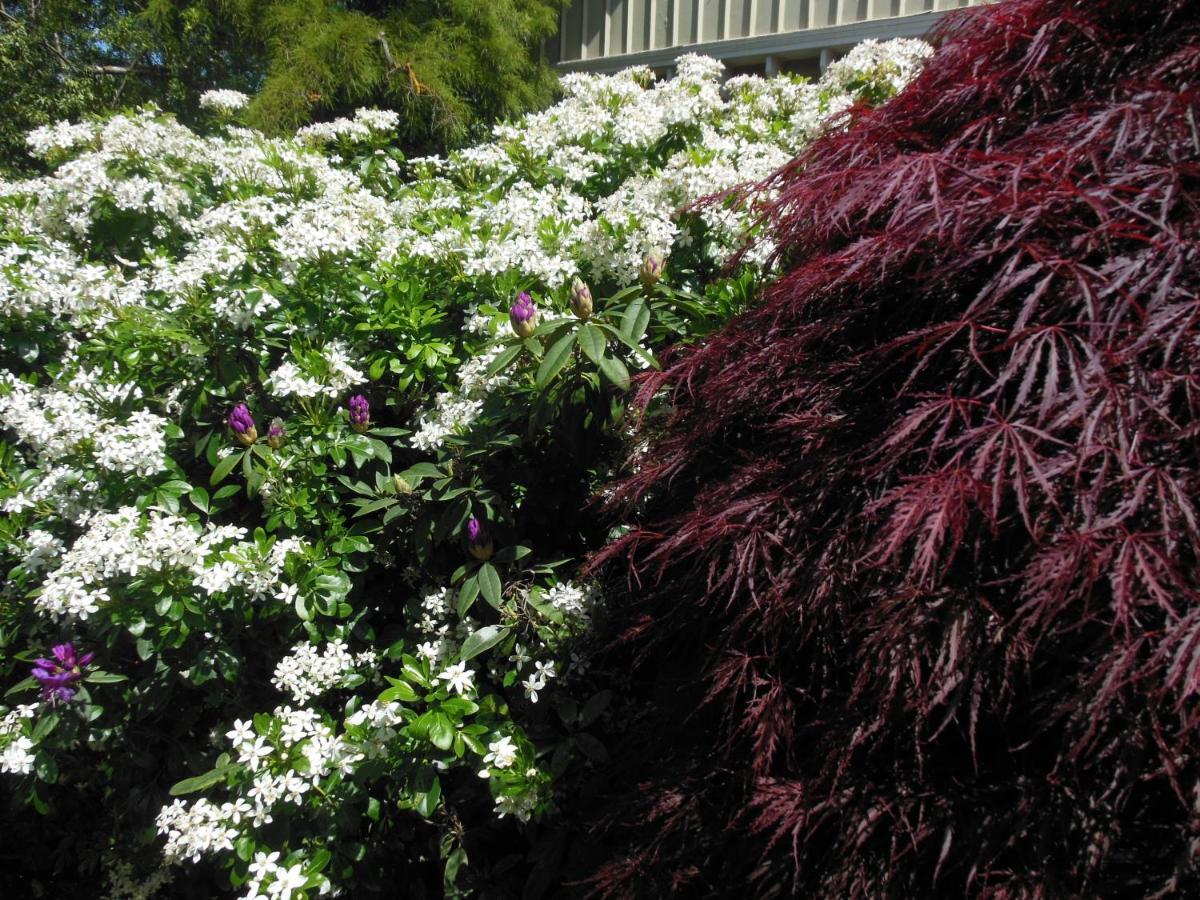 Garden Bed And Breakfast Christchurch Exterior foto